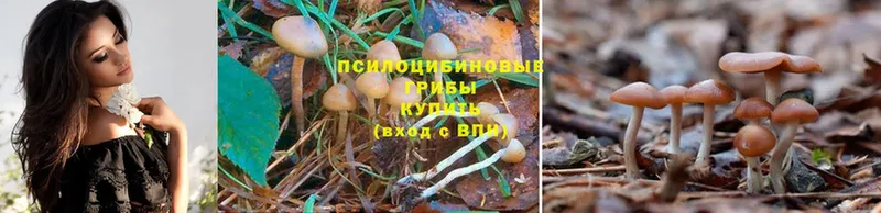 Галлюциногенные грибы MAGIC MUSHROOMS Прохладный